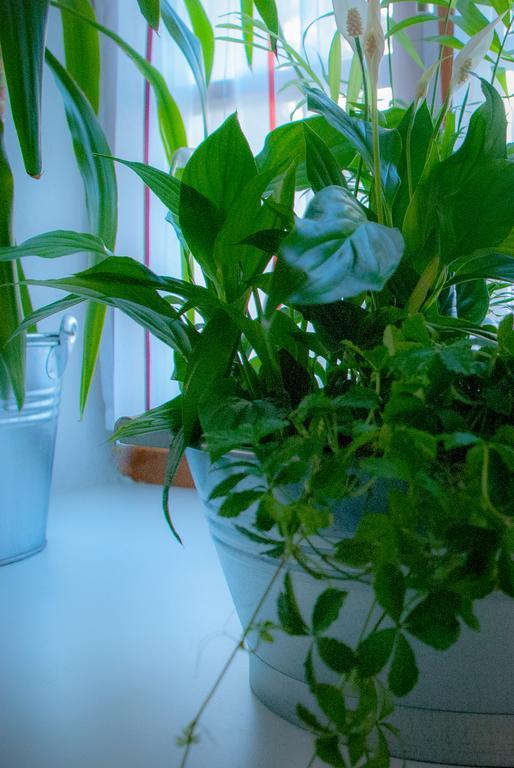 Ferienwohnung Lilly ドルンビルン エクステリア 写真